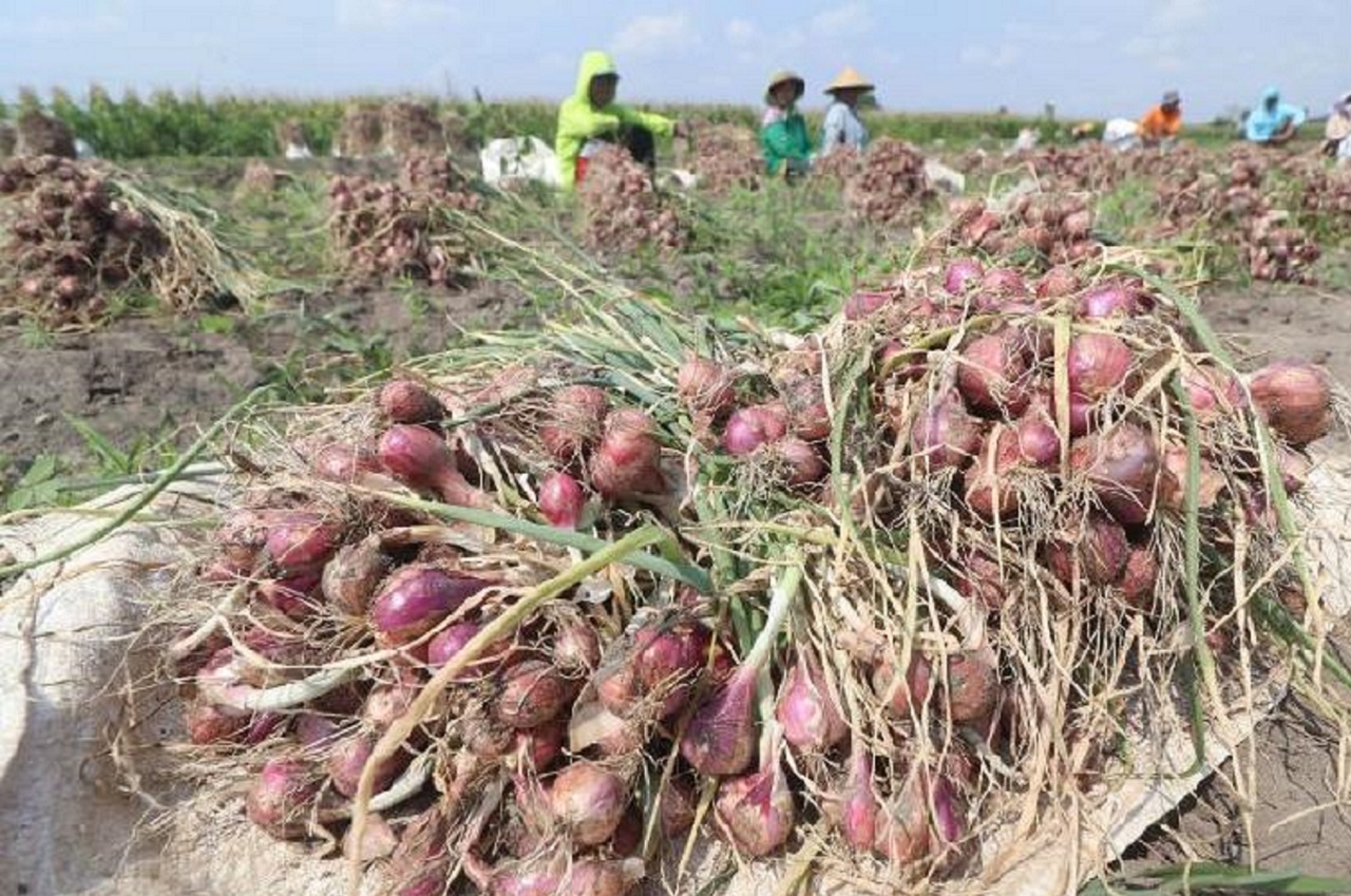 lustrasi. Petani bawang merah di Probolinggo, Jawa Timur sedang panen raya. SP/ PRB