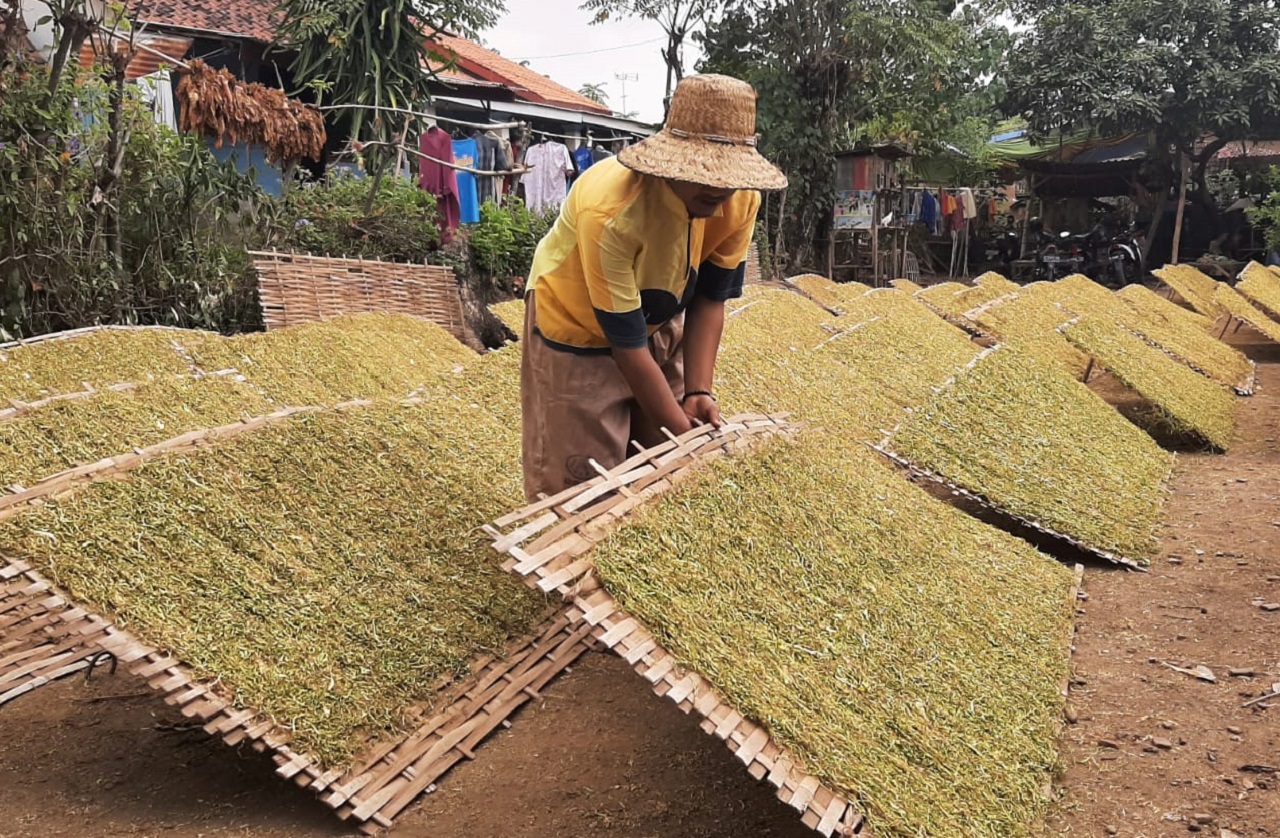 Ilustrasi. Petani tembakau di Probolinggo, Jawa Timur sedang panen serentak. SP/ PRB