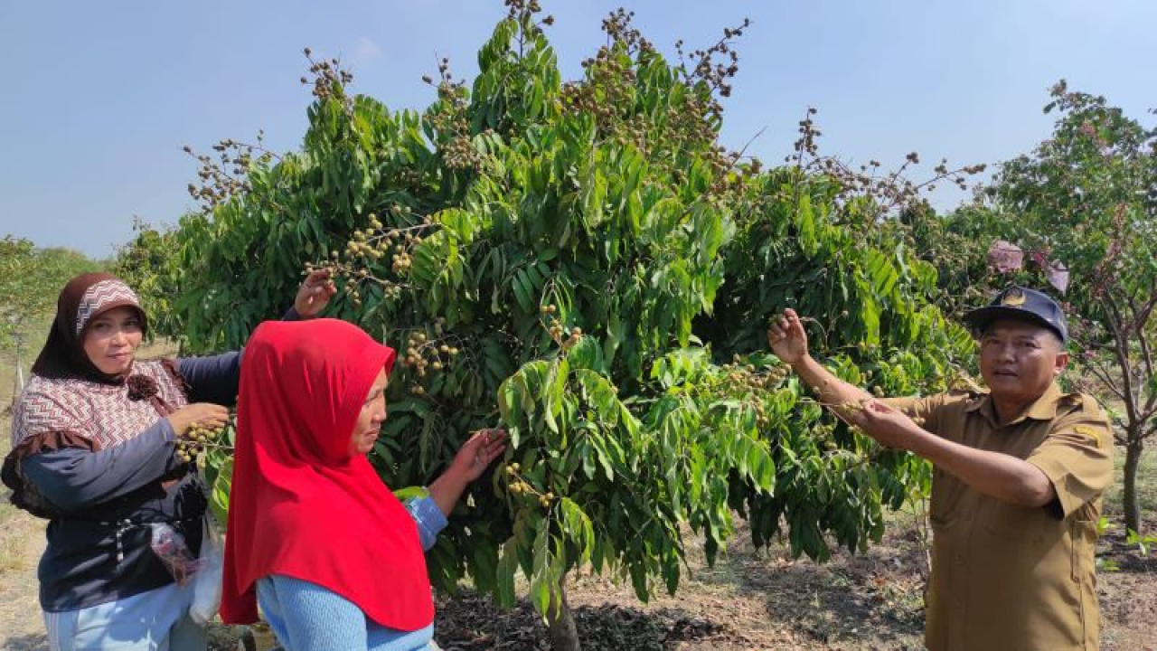 Pengunjung Agrowisata Desa Pengalangan, Kecamatan Menganti memetik buah langsung dari pohonnya.