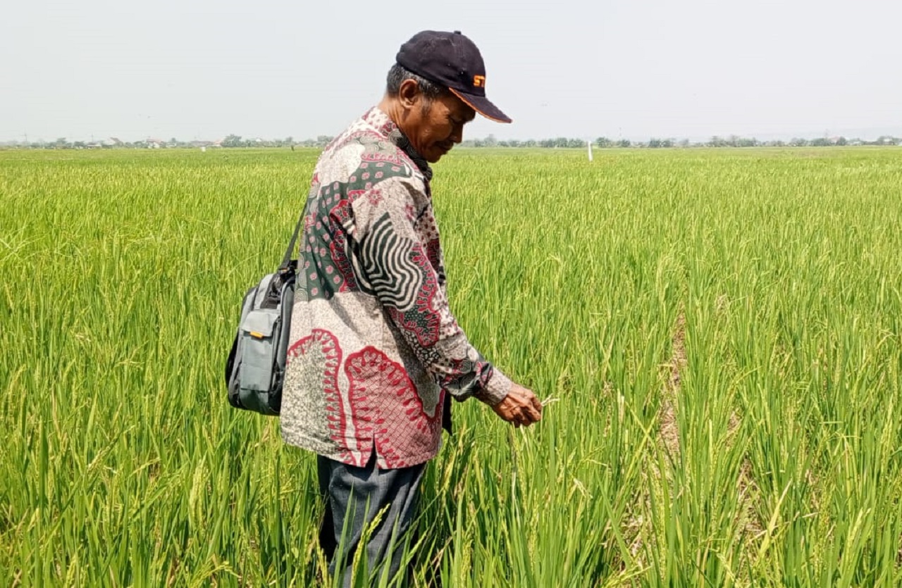 Salah satu petani di Desa Kupang, Kecamatan Jabon, Sidoarjo tengah merawat padi dari serangan hama tikus. SP/ HIKMAH