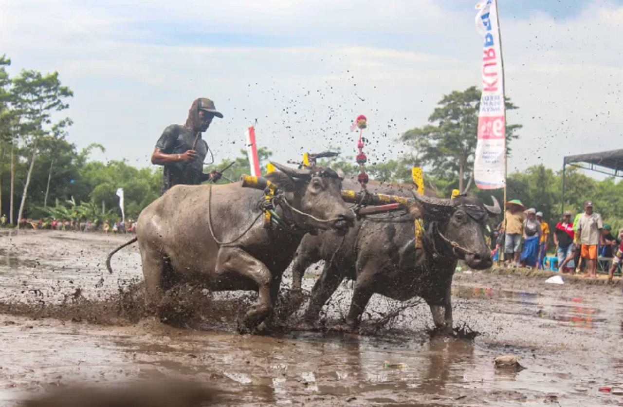 Ilustrasi. Lomba balapan kerbau dalam rangka menyambut HUT Kemerdekaan RI ke-79 di Lumajang, Jawa Timur. SP/ LMJ