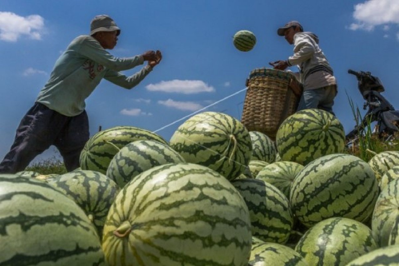 Ilustrasi. Petani semangka di wilayah Jombang, Jawa Timur sedang panen massal. SP/ JBG