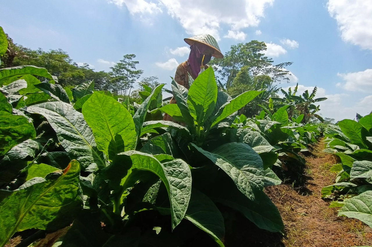 Ilustrasi. Petani tembakau di Lumajang. SP/ LMJ