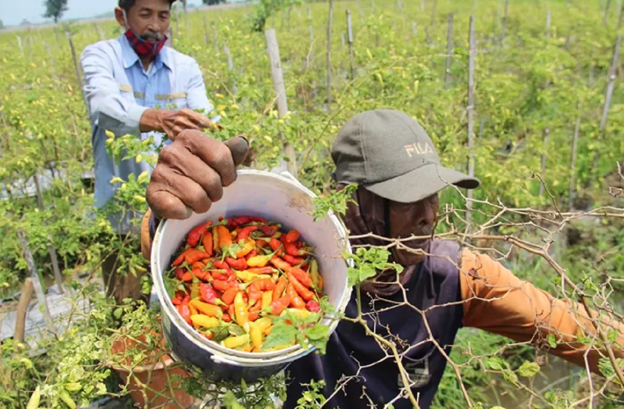 Ilustrasi. Petani cabai di wilayah Jombang, Jawa Timur. SP/ SMP