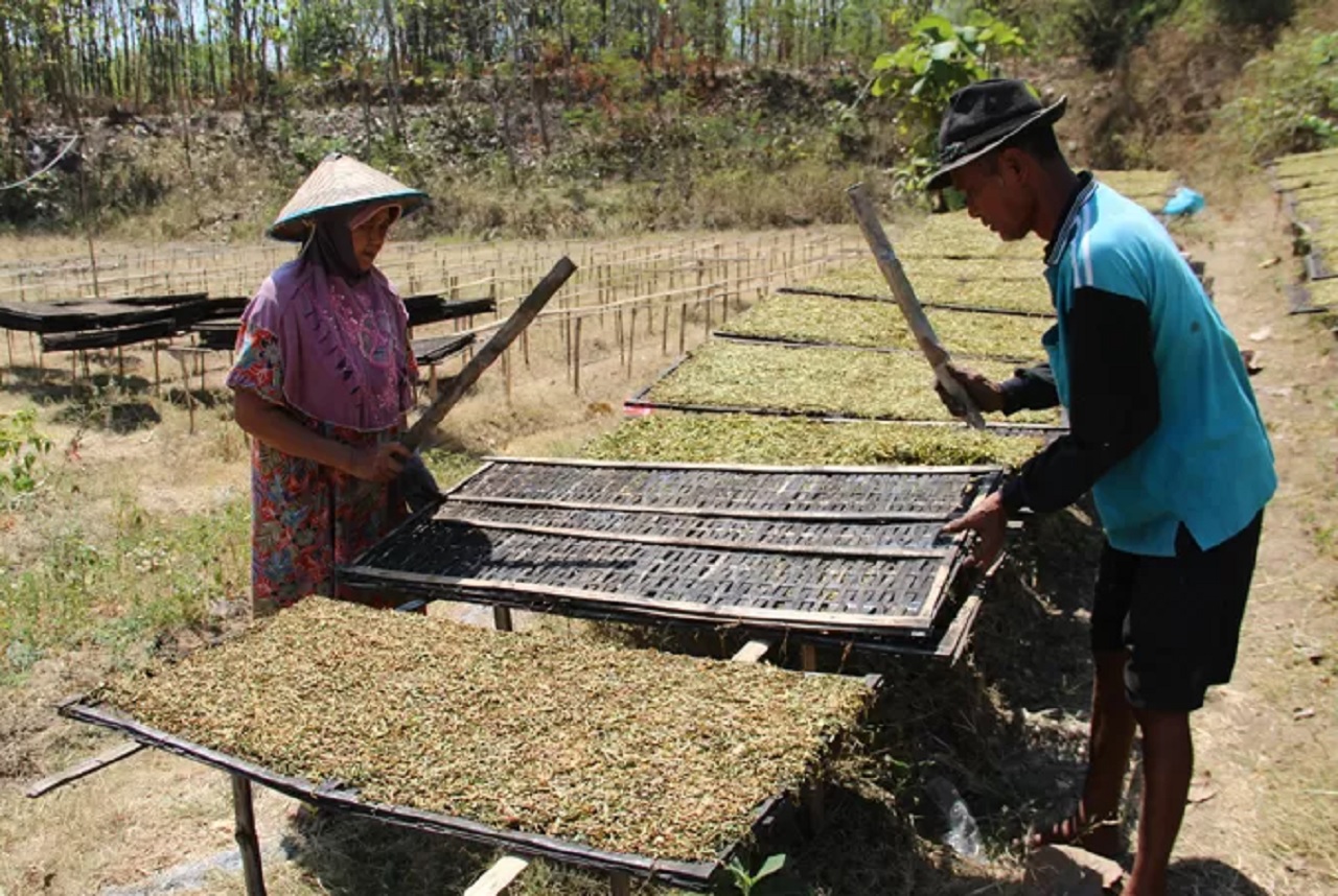 Ilustrasi. Petani tembakau di wilayah utara Brantas, Jombang, Jawa Timur panen. SP/ JBG