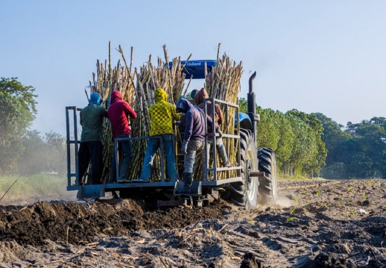 Petani tebu di Bondowoso, Jawa Timur. SP/ BDW