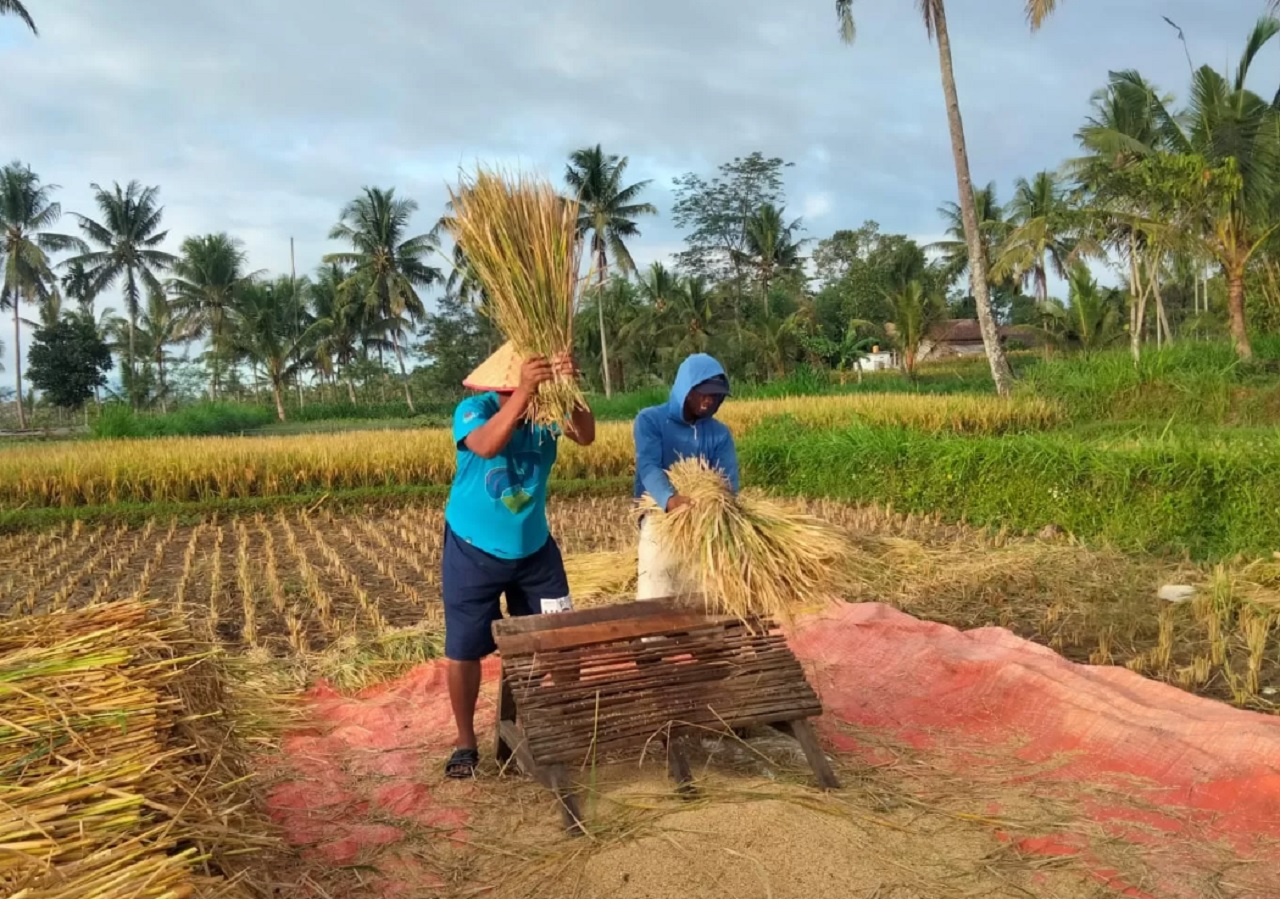 Ilustrasi. Petani padi panen berlimpah di Jember, Jawa Timur. SP/ JBR