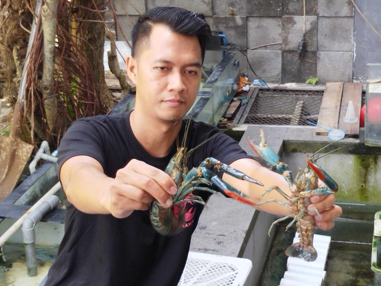 Satrio Suryo dan salah satu hasil budidaya lobster air tawar miliknya. SP/ MLG