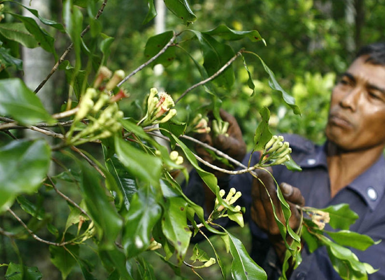 Ilustrasi. Petani cengkeh di wilayah Pacitan, Jawa Timur. SP/ PCT