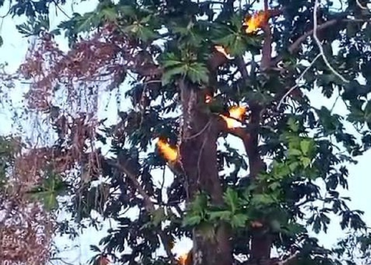 Penampakan pohon sukun di Pulau Sapudi Sumenep mengeluarkan api. SP/ SMP