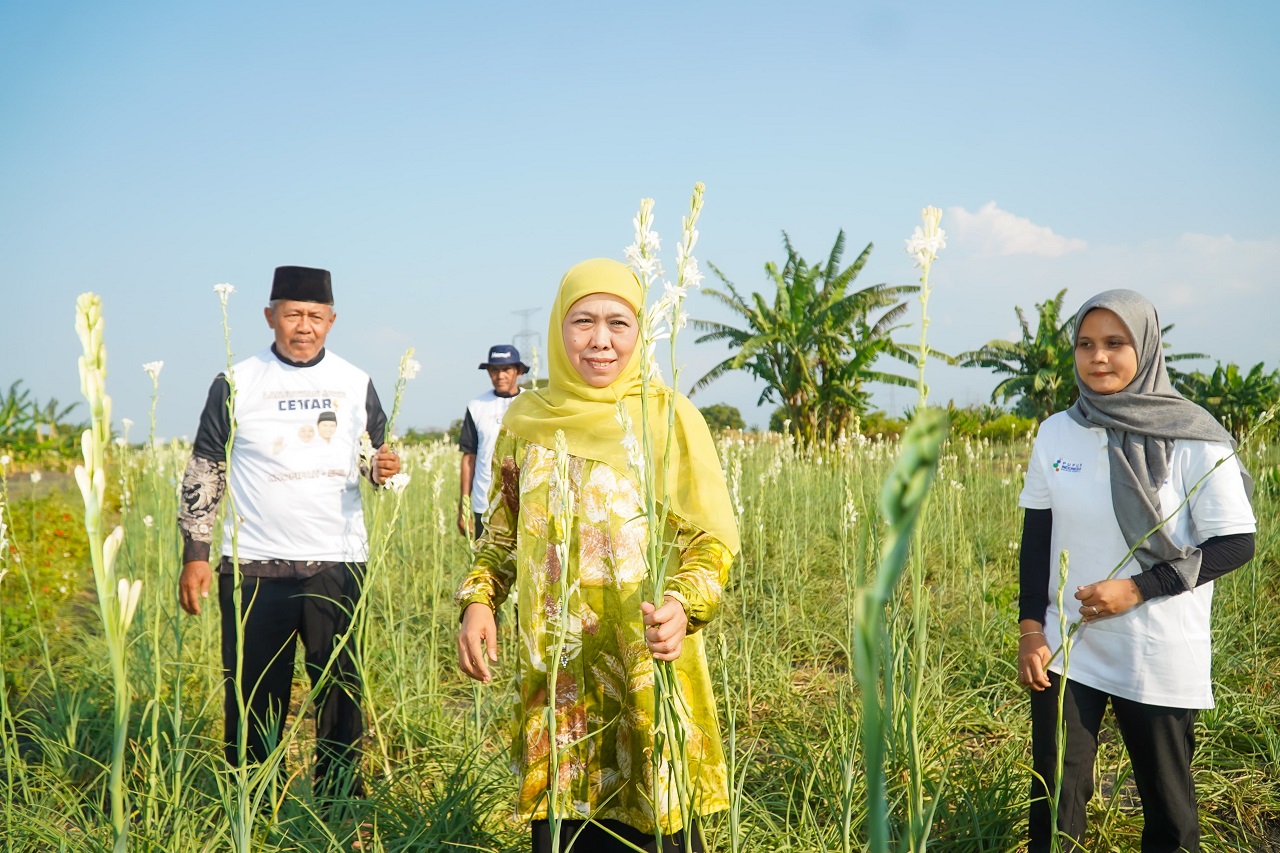 Calon Gubernur Jawa Timur No 2 Khofifah Indar Parawansa panen bunga sedap malam milik petani milenial di Desa Pekoren Rembang, Kabupaten Pasuruan, Minggu (29/09/2024). SP/ RIKO