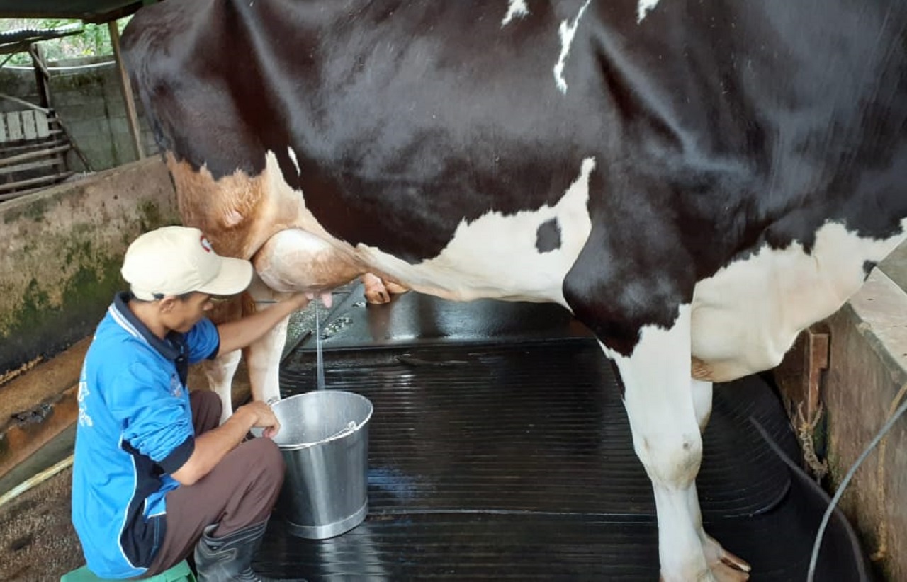 strasi. Salah satu peternak sedang memerah susu sapi. SP/ MDN