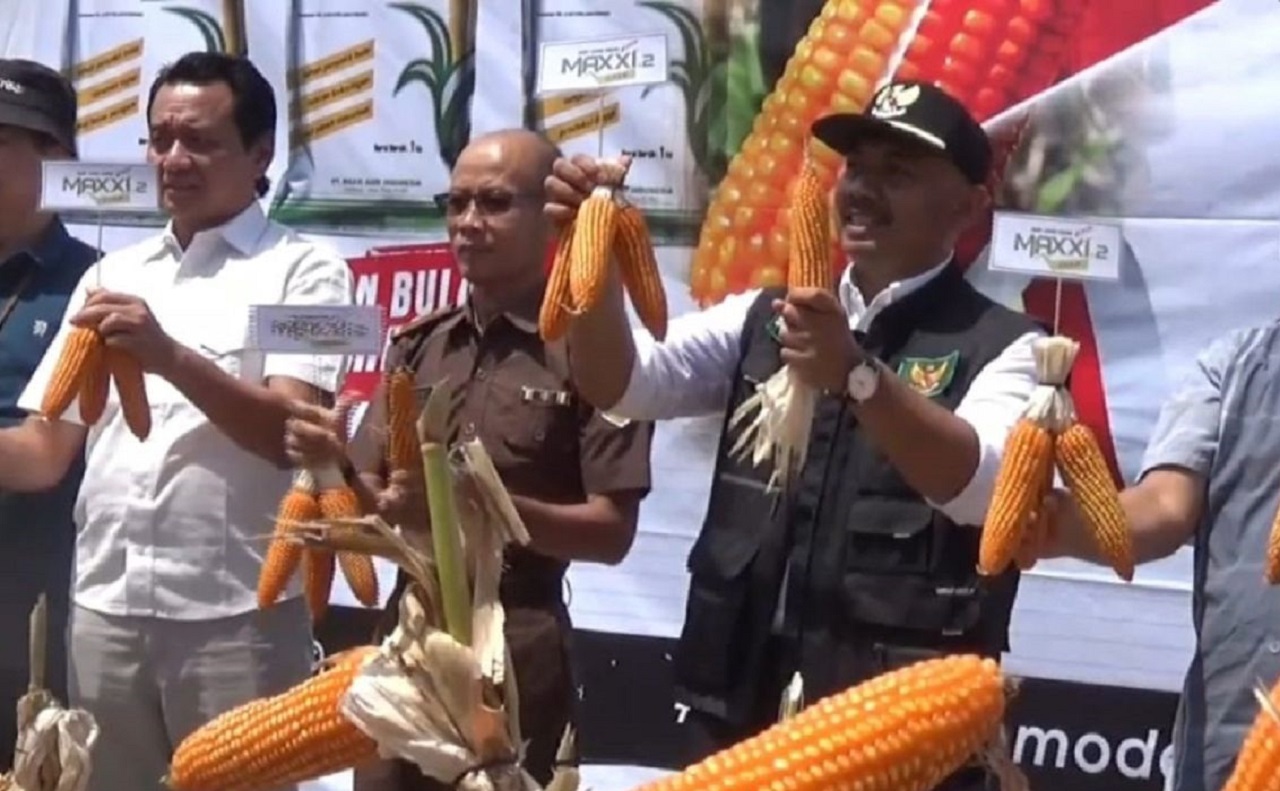 Bupati Ngawi Ony Anwar Harsono bersama jajaran saat kegiatan panen jagung di lahan sawah Desa Grudo, Kecamatan Ngawi. SP/ NGW