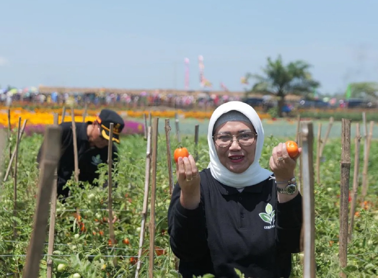 Pj Bupati Lumajang Indah Wahyuni memetik buah tomat langsung dari pohonnya saat membuka Gerbas Tani di Desa Kedungrejo, Kecamatan Rowokangkung. SP/ LMJ