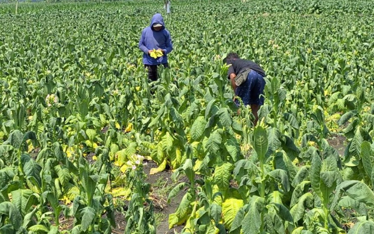 Petani tembakau di Ngawi saat mengecek tanamannya yang menguning lantaran diguyur hujan deras. SP/ NGW