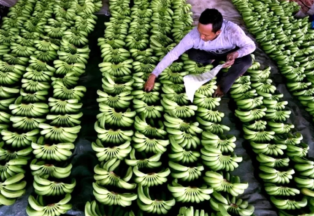 Ilustrasi. Petani pisang cavendish di Mojokerto. SP/ MJK