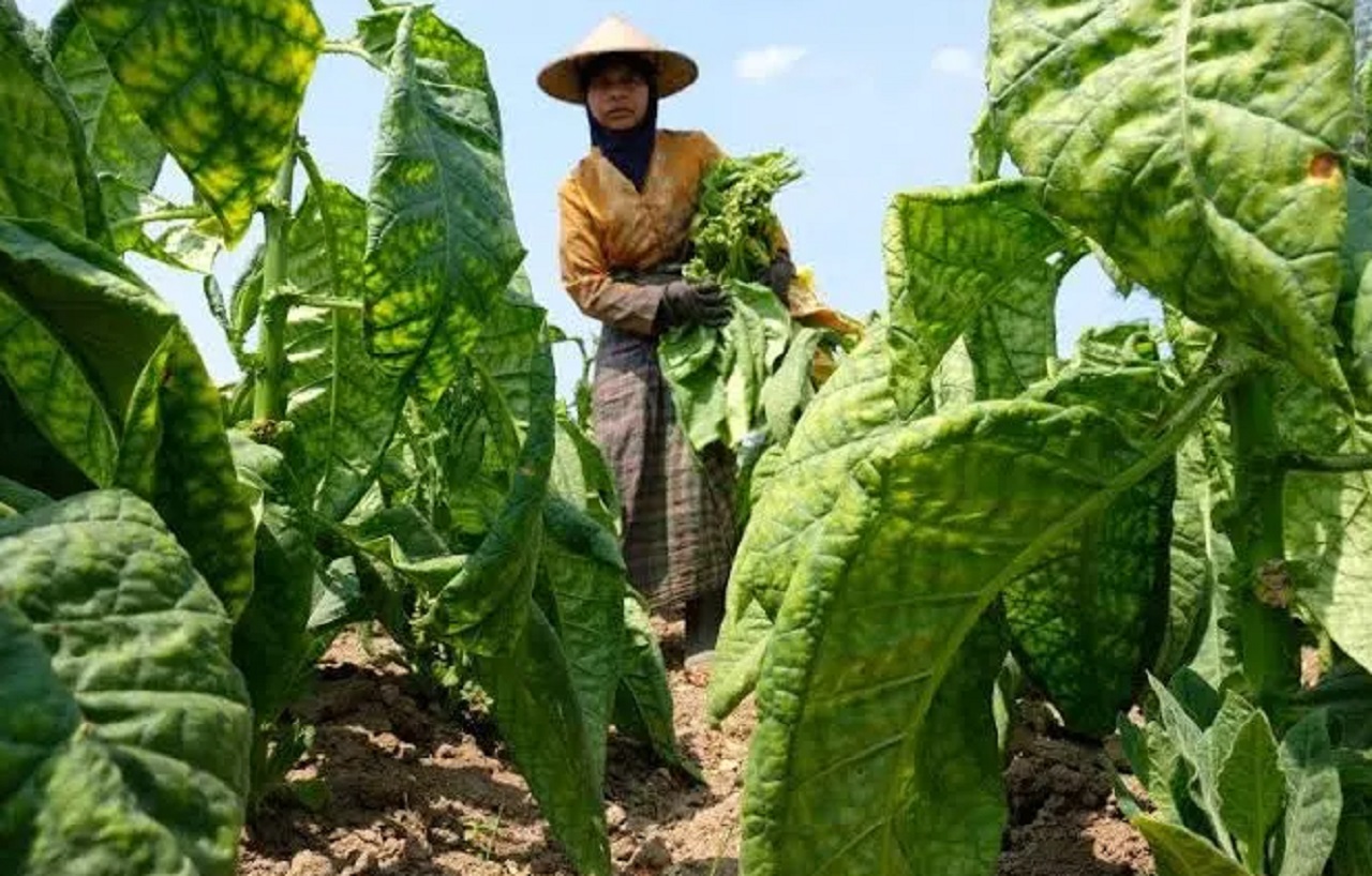 Ilustrasi. Petani tembakau di Sampang. SP/ SMP