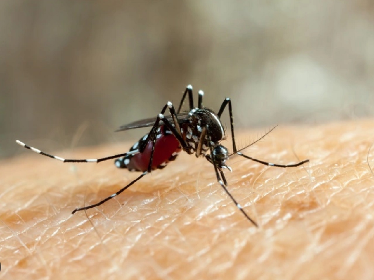 Ilustrasi. Kasus Demam Berdarah (DB) di wilayah Bojonegoro memasuki musim hujan. SP/ BJN