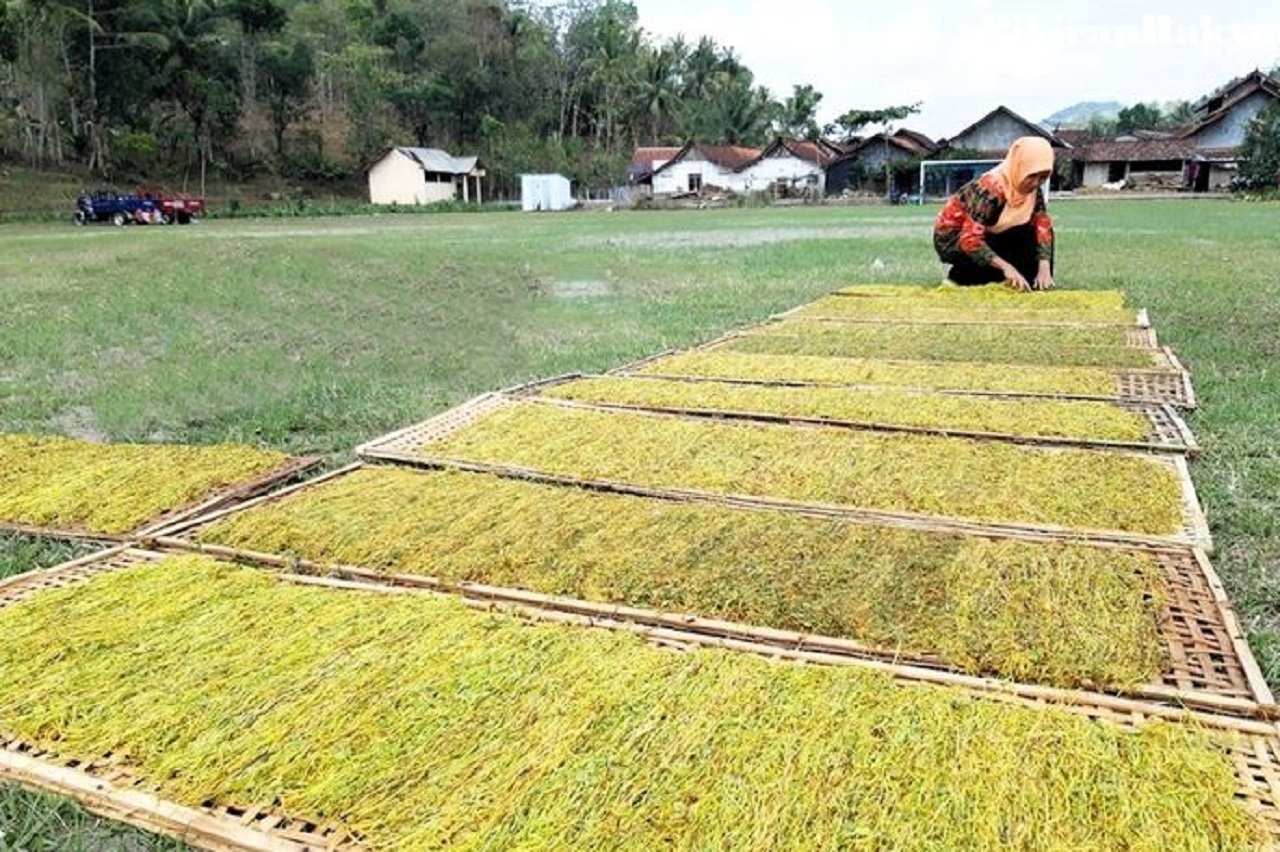 Ilustrasi. Petani tembakau di wilayah Kabupaten Ngawi, Jawa Timur saat musim panen. SP/ NGW