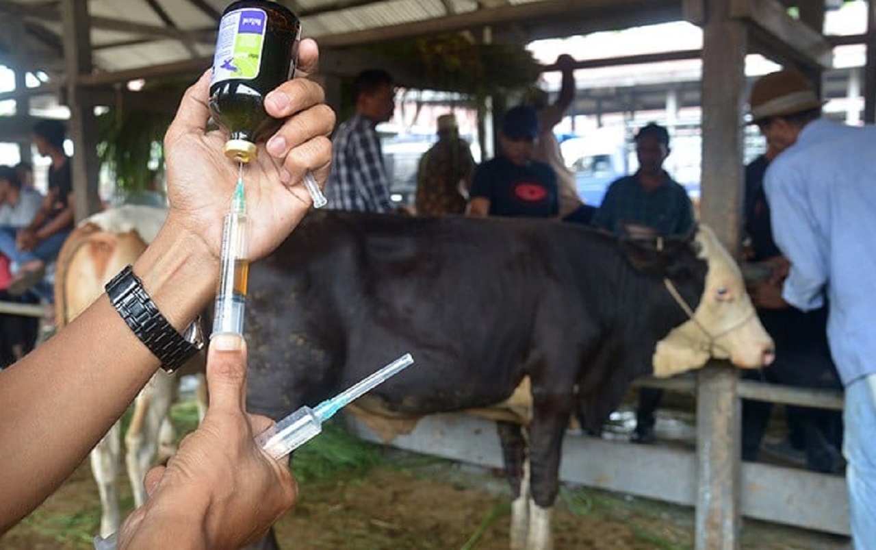 Ilustrasi. Vaksinasi kesehatan hewan ternak warga di wilayah Pamekasan, Jawa Timur, SP/ PMK