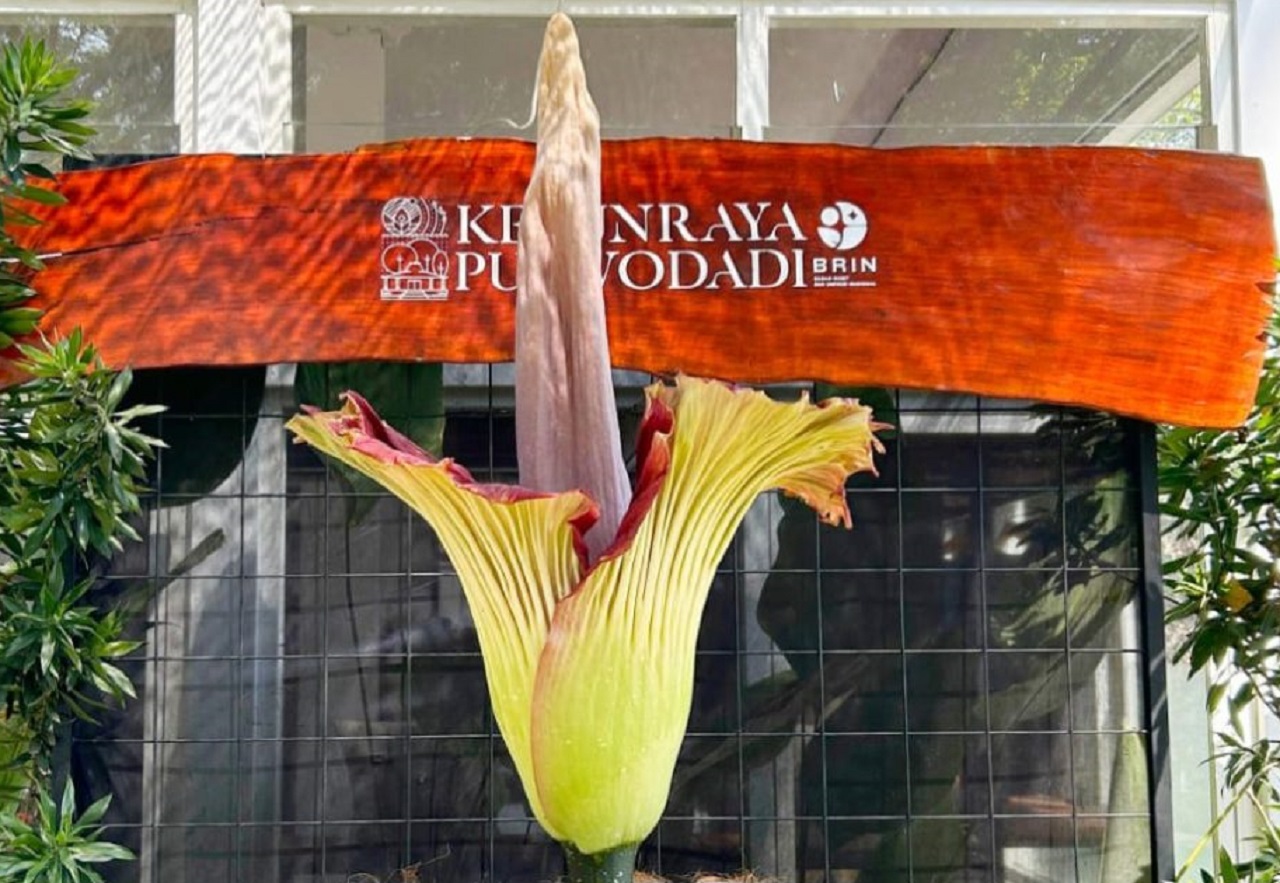 Penampakan bunga bangkai Amorphophallus titanum yang telah mekar, di Kebun Raya Purwodadi, Pasuruan, Jawa Timur. SP/ PRW