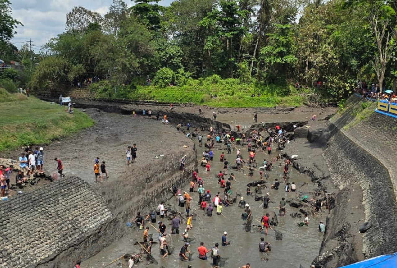 Ratusan warga menangkap ikan saat pengeringan salah satu DAM di Banyuwangi, Jawa Timur. SP/ BYW
