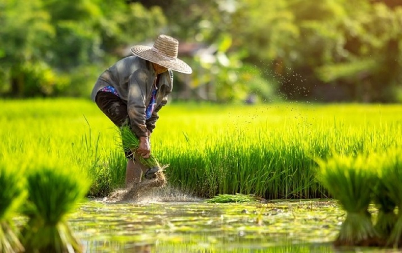 Ilustrasi. Para petani tengah menanam komoditas padi di Tulungagung, Jawa Timur. SP/ TLG