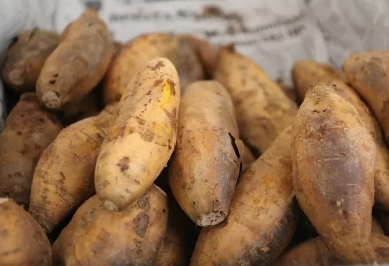 strasi. Ubi madu di lereng Semeru Lumajang, Jawa Timur. SP/ LMJ