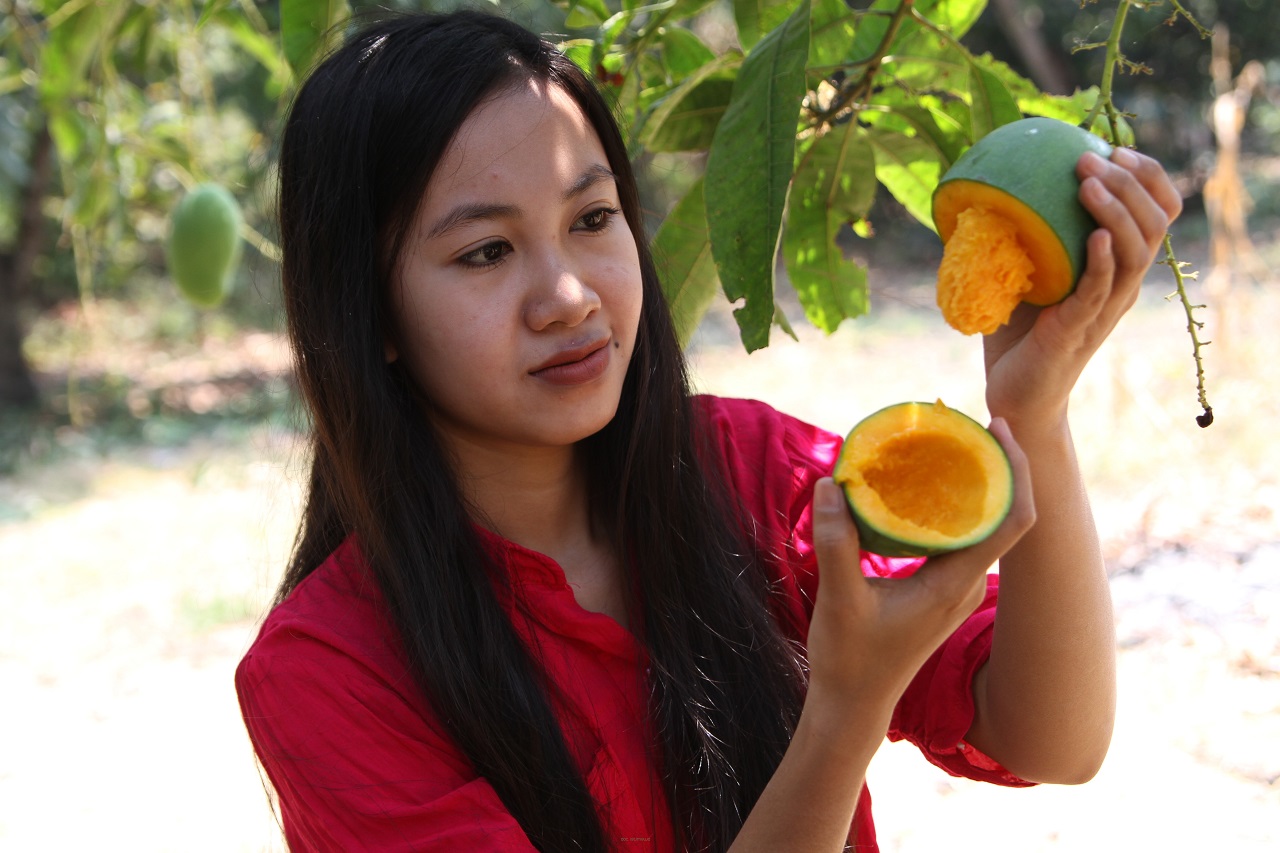 Keistimewaan mangga alpukat. SP/ PSR