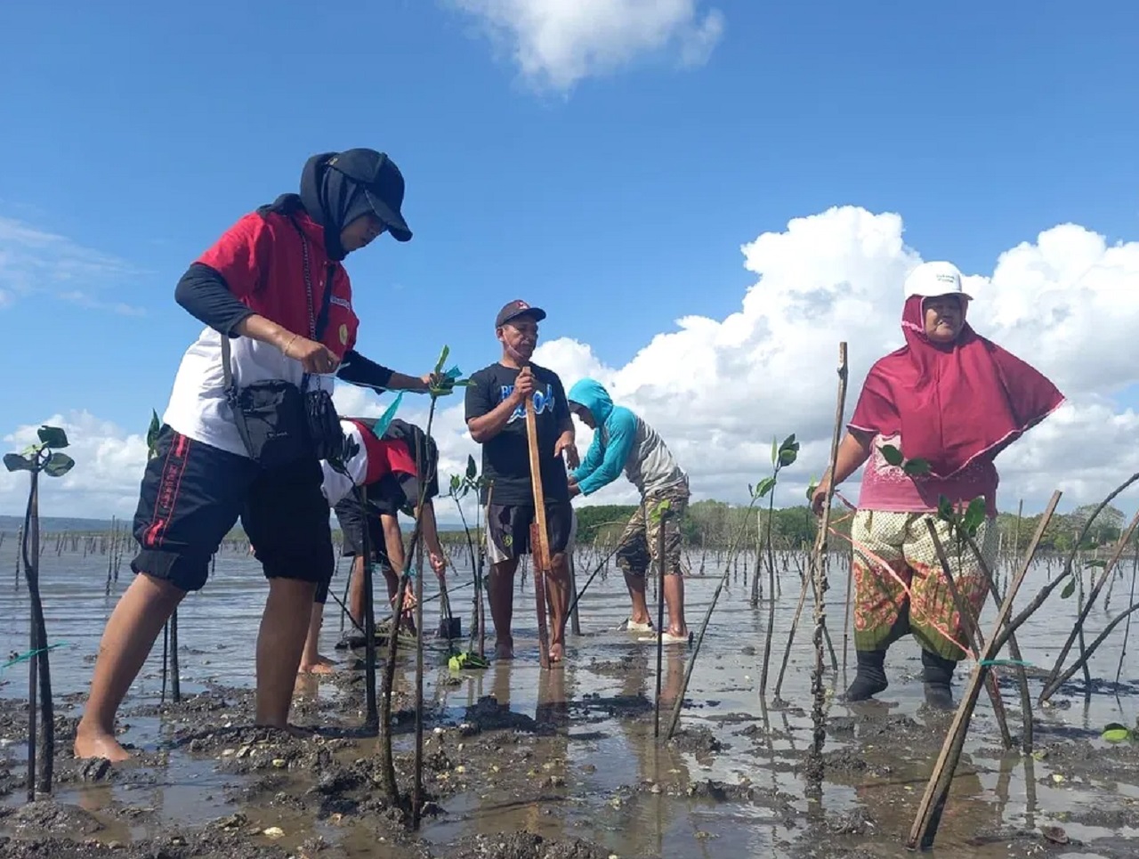 Desa Wringinputih, Kecamatan Muncar, Banyuwangi jadi kawasan konservasi mangrove berkelanjutan. SP/ BYW