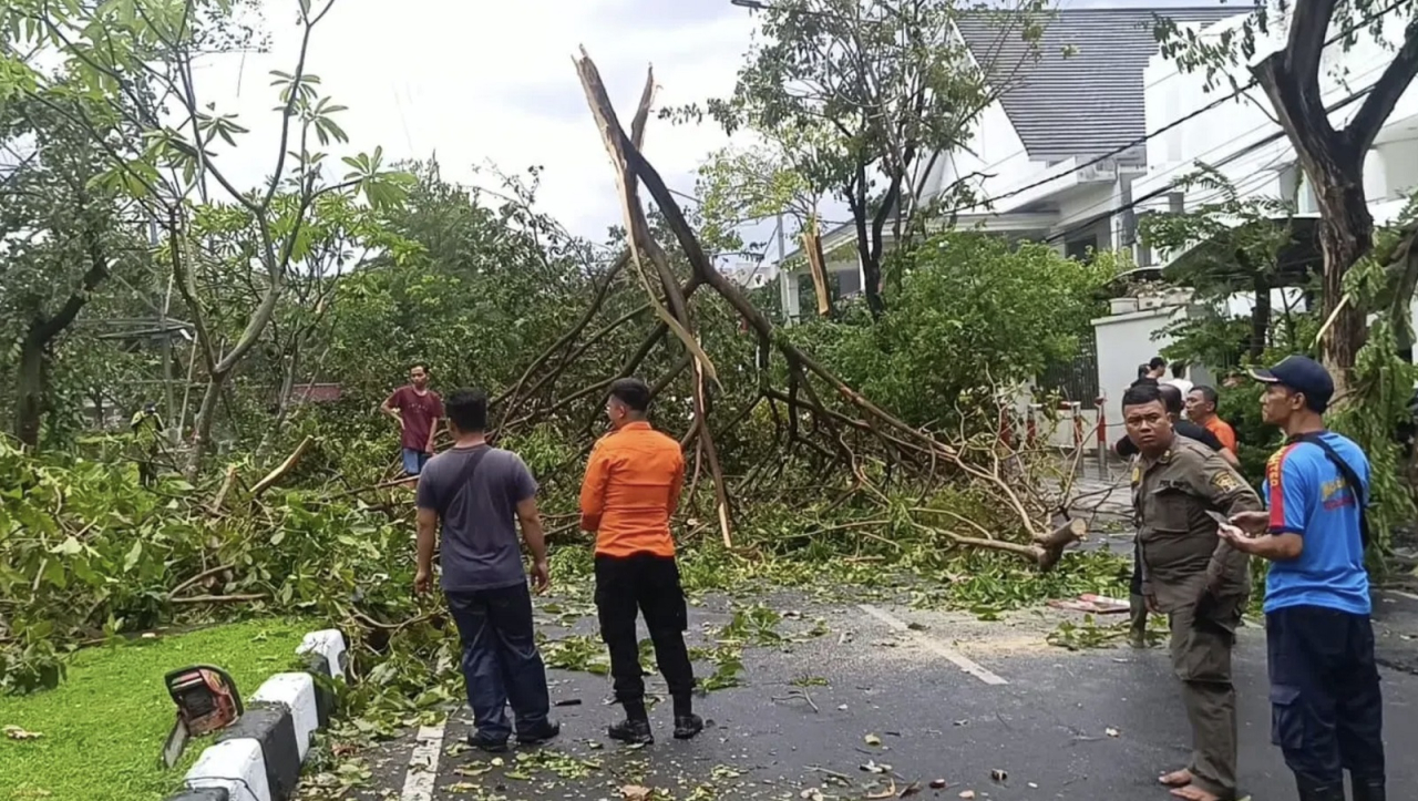 Puluhan Pohon tumbang di daerah Dharmahusada, Surabaya Timur, akibat angin puting beliung dan angin kencang, pada Jumat (29/11/2024) sore.