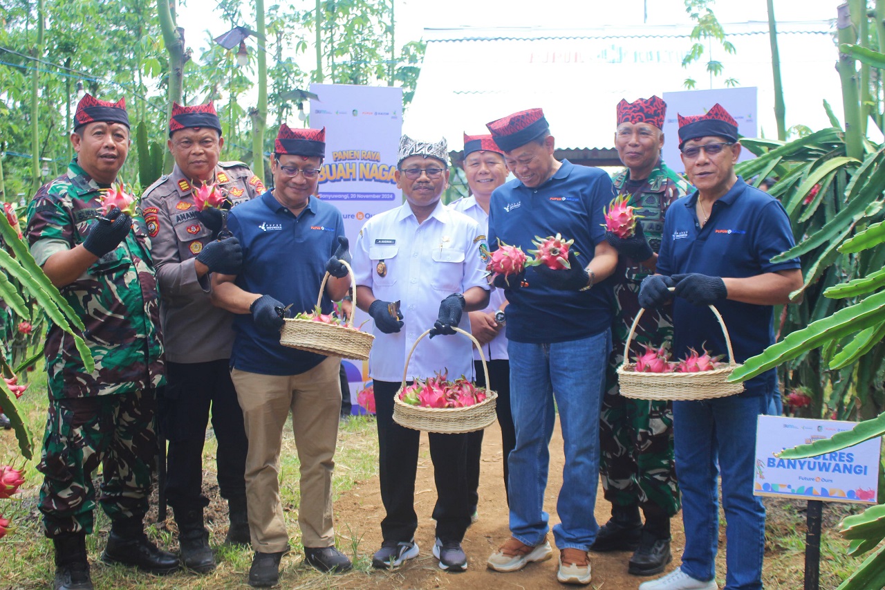 Caption: Plt Bupati Banyuwangi Sugirah saat ikut memetik hasil budidaya buah naga milik petani Desa Jambewangi, Kecamatan Sempu, Banyuwangi, Jawa Timur. SP/ BYW