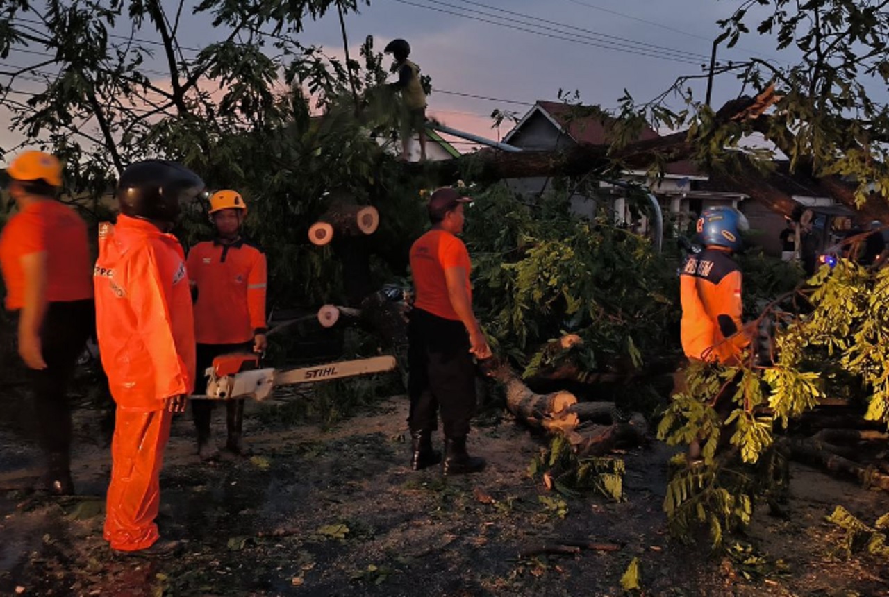 Tim BPBD dan Damkar Pemkab Madiun memotong pohon yang tumbang menutup akses ruas jalan akibat bencana angin kencang. SP/ MDN