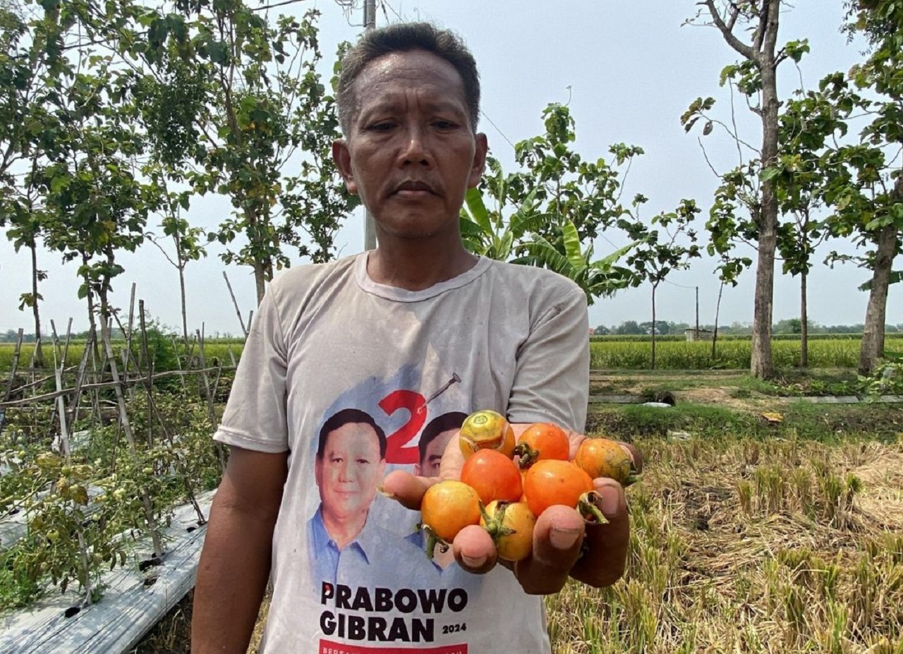 Ilustrasi. Imbas cuaca buruk, hasil panen tomat di Madiun banyak yang busuk hingga gagal panen. SP/ MDN
