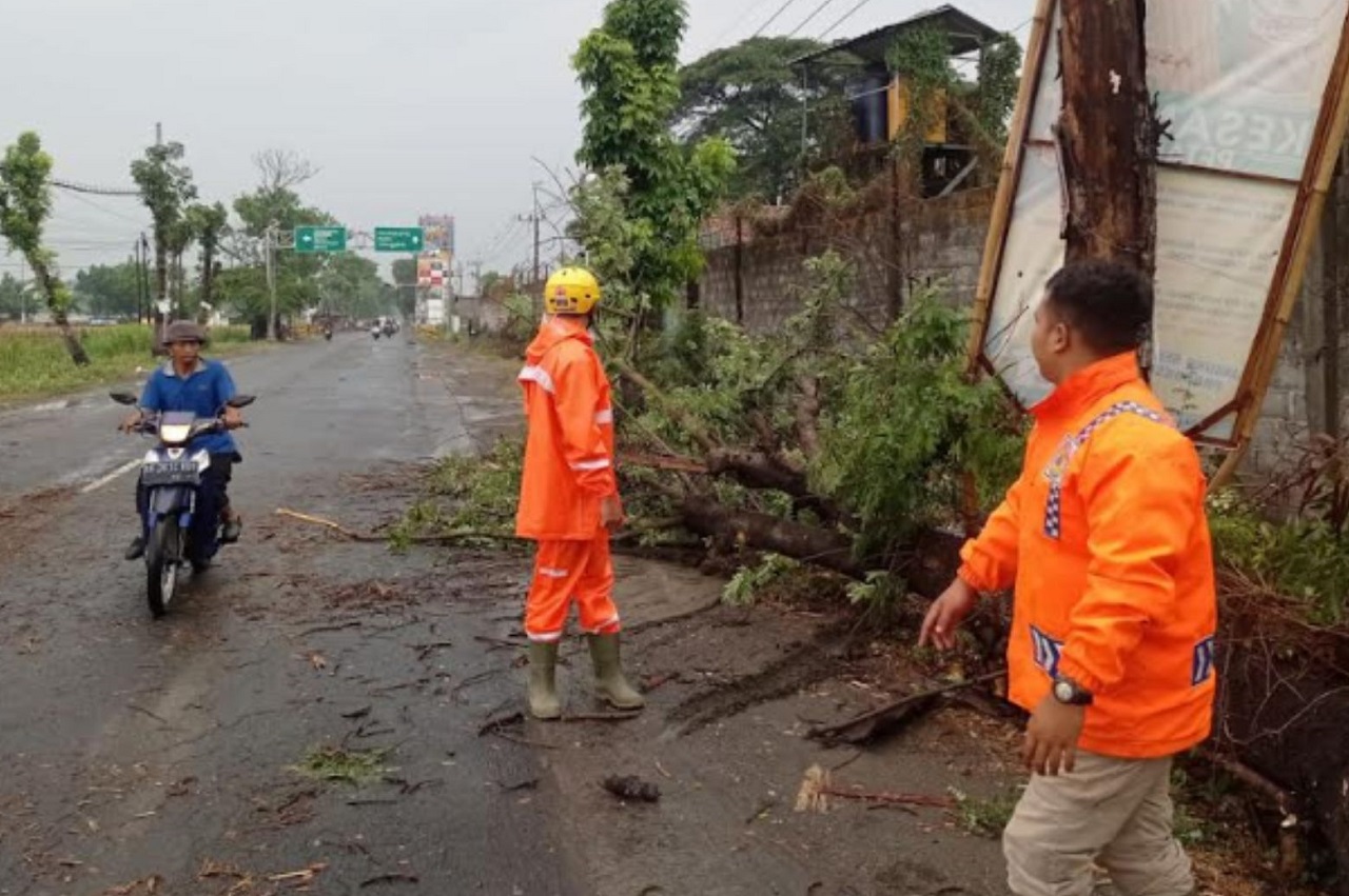 Petugas BPBD Tulungagung saat melakukan evakuasi pemotongan pohon tumbang di ruas jalan Tulungagung - Blitar. SP/ TLG
