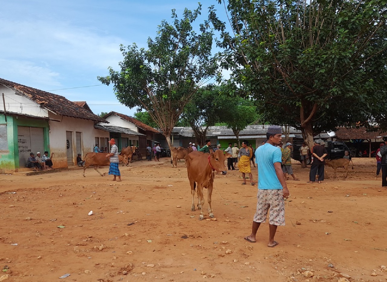 Penjual sapi di lingkup Pasar Ternak Sumenep, Jawa Timur. SP/ SMP