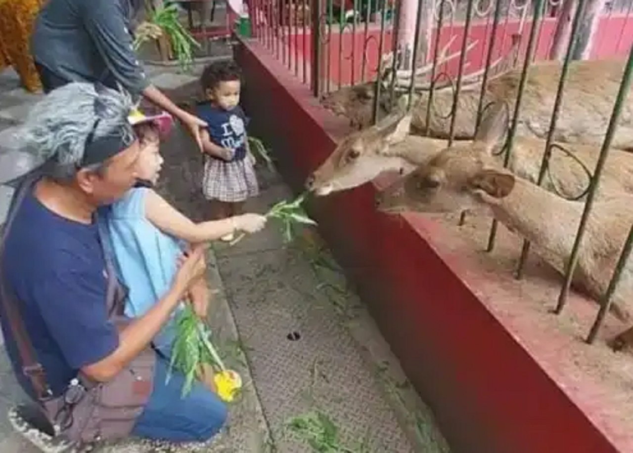 Pengunjung memberi makan salah satu hewan yang menjadi daya tarik Kebonrojo akan dikonservasi sebagian di Ecopark Joko Pangon. SP/ BLT 