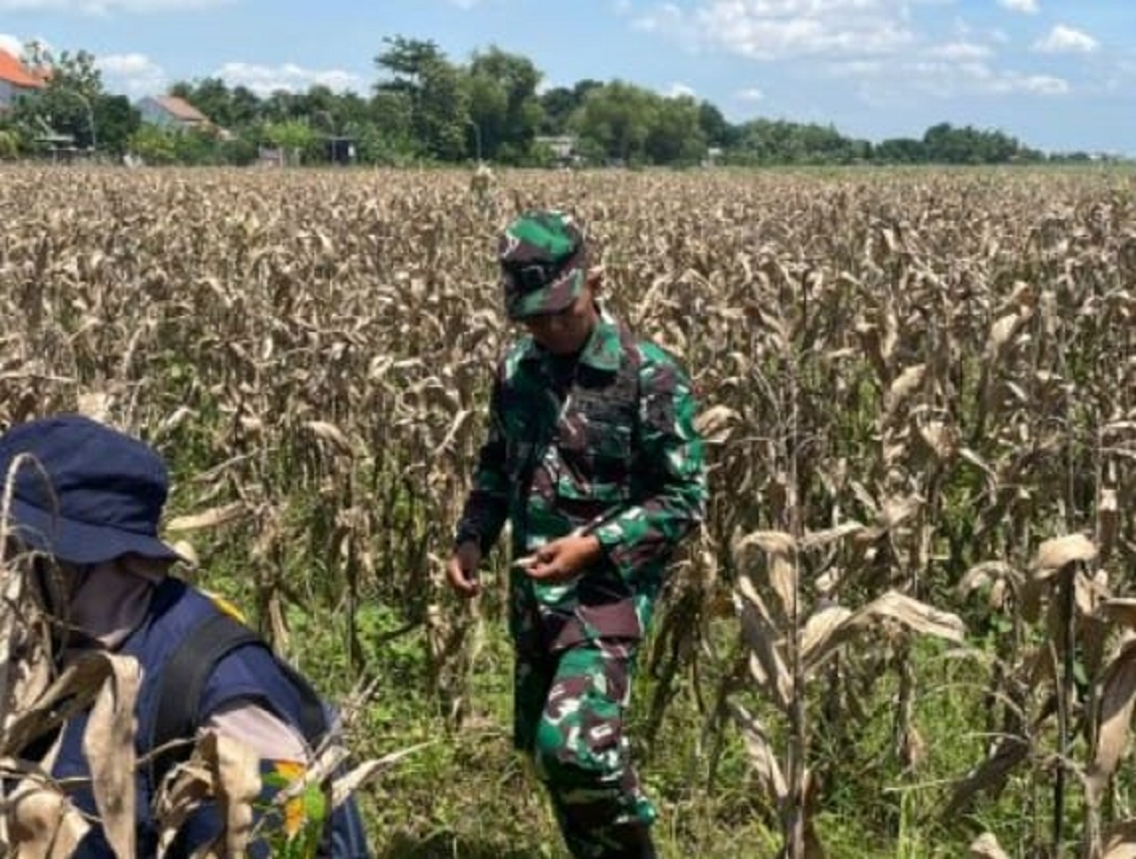 Gagal panen jagung akibat serangan hama tikus. SP/ HIKMAH