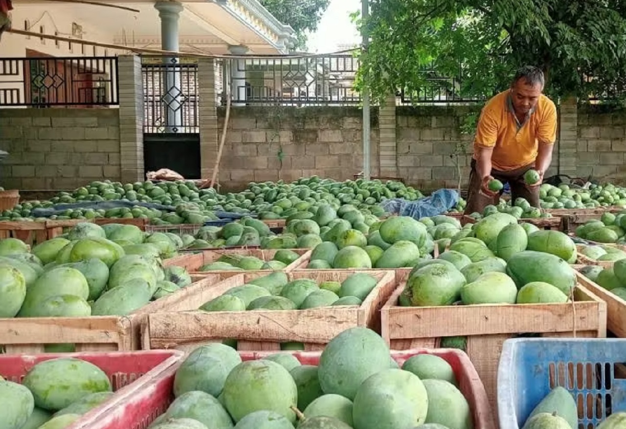 Ilustrasi. Penjual Mangga Harum Manis di Magetan, Jawa Timur. SP/ MGT