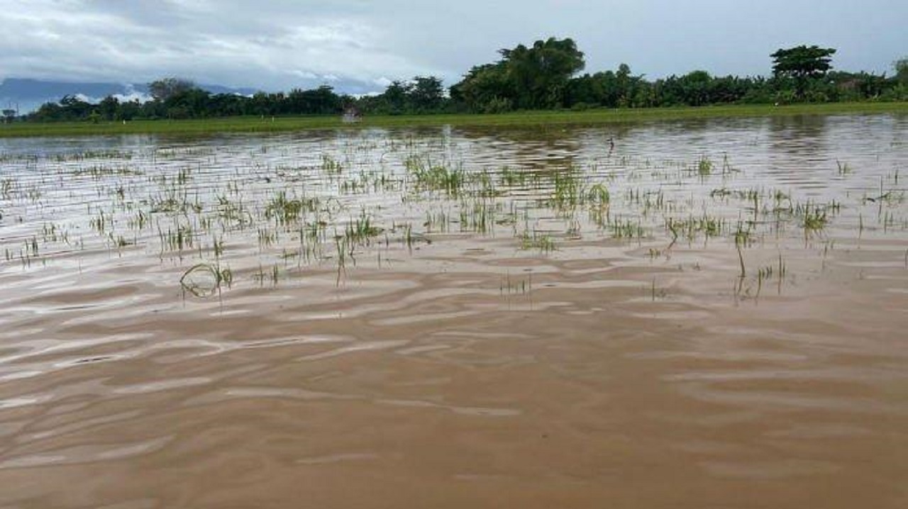 Kondisi ratusan hektare lahan sawah warga di Ponorogo terendam banjir dan terancam puso. SP/ PNG