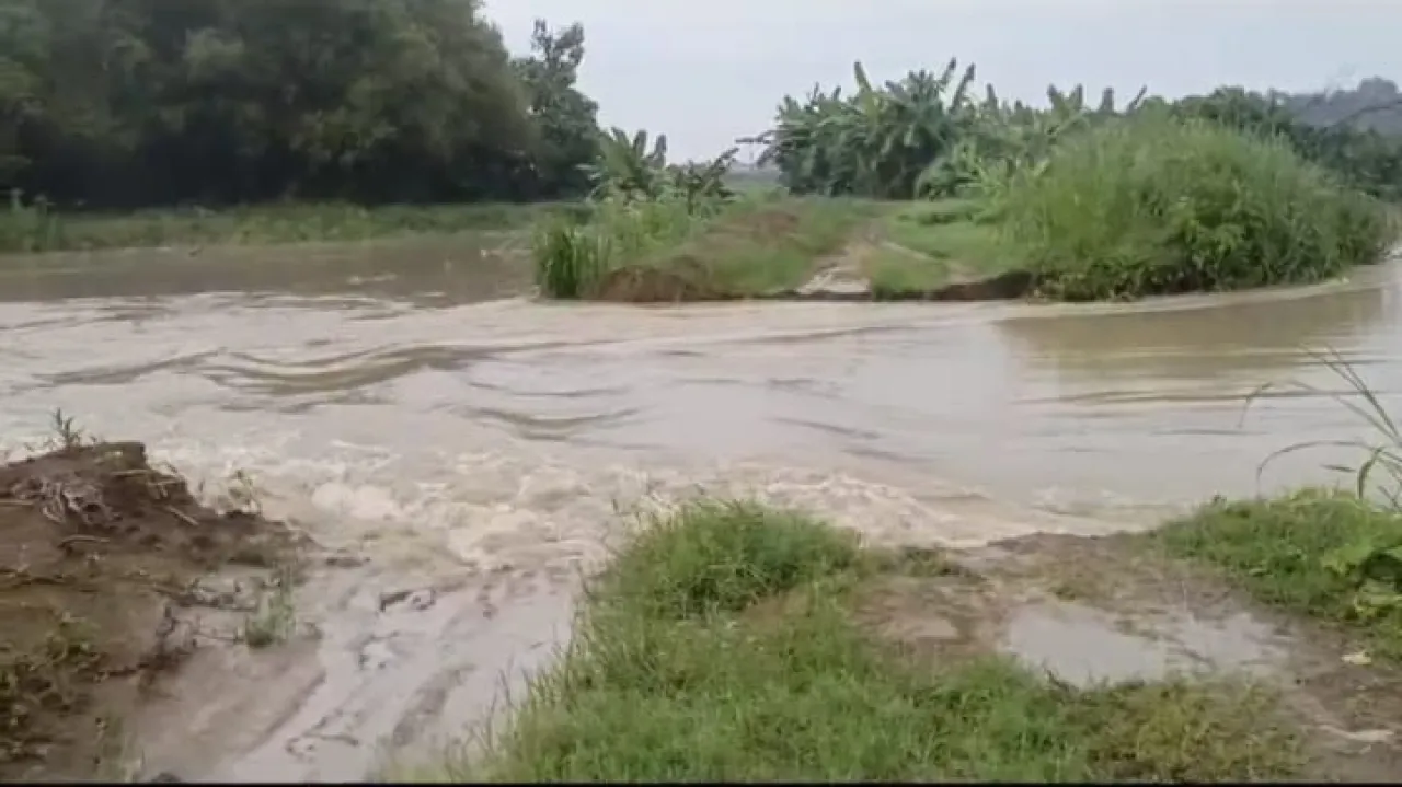Tanggul Bengawan Solo di Maduran Lamongan Jebol, Puluhan Hektar Sawah Terendam