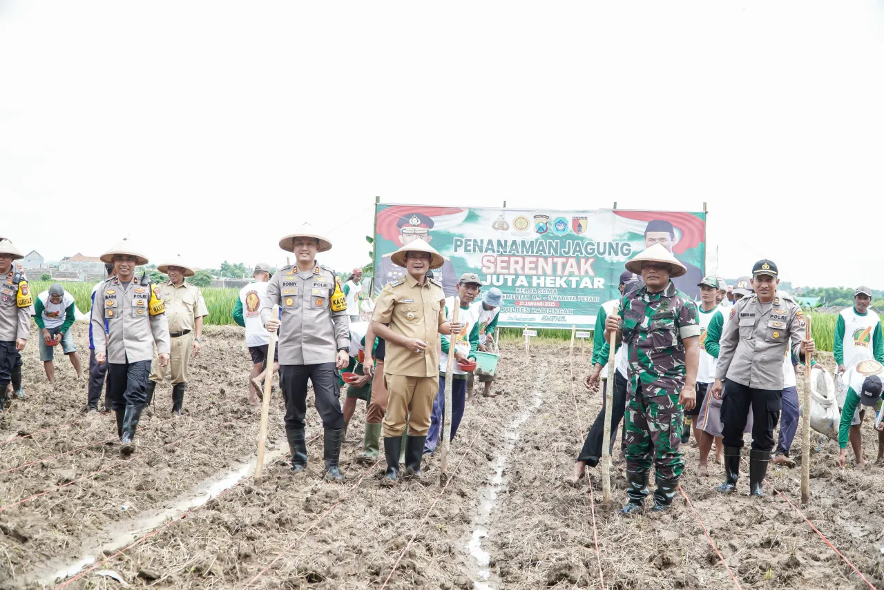 Penuhi Target Swasembada Pangan, Sebanyak 56 Hektar Lahan Jagung Mulai Ditanam