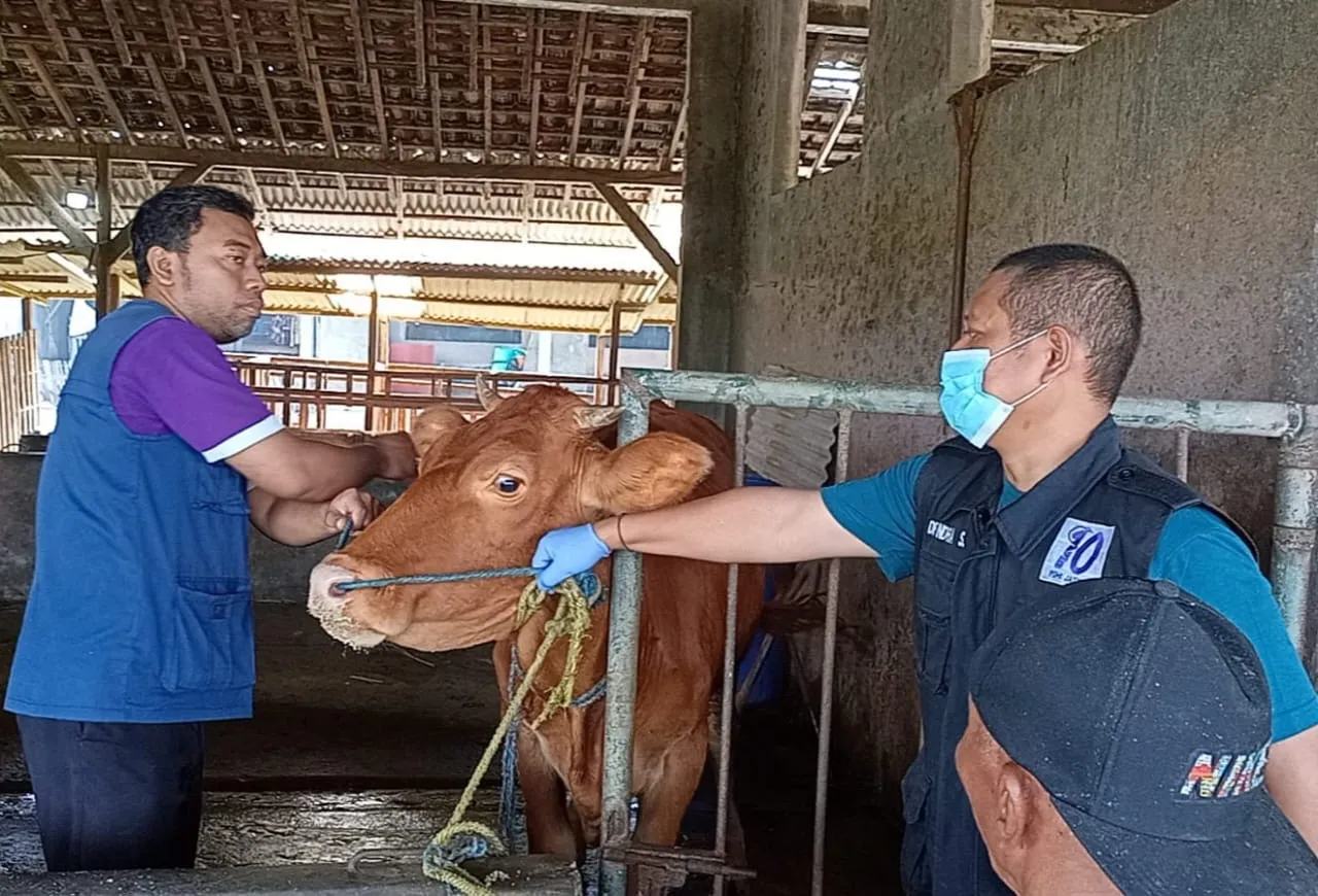 Baca juga : DKPP Gencarkan Vaksinasi untuk Lindungi Hewan Ternak yang Sehat