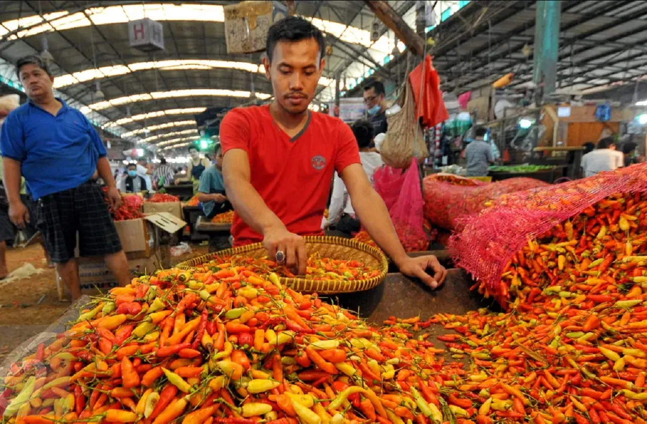 Musim Hujan, Harga Cabai Rawit di Situbondo Naik Tembus Rp 80.000 per Kilogram