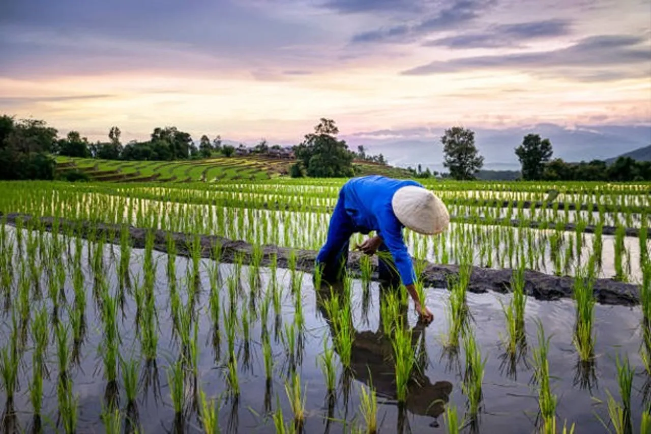 DKPP Catat Luas Tanam Padi 2024 di Ngawi Capai Target 100 Persen