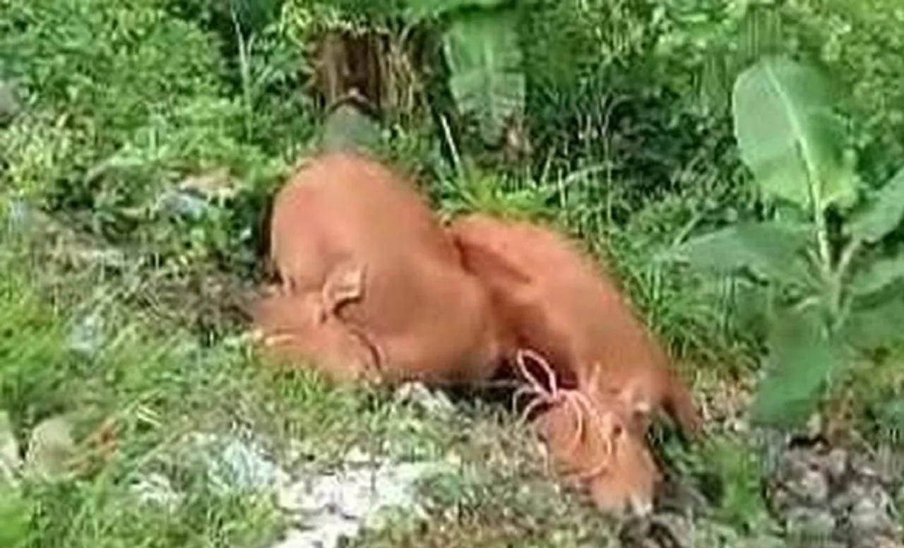 Heboh! Ditemukan 2 Bangkai Sapi di Pinggir Jalan, Diduga Terjangkit PMK