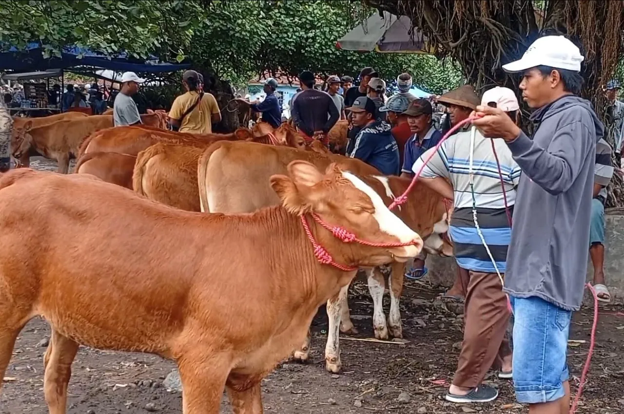 Jadi Ancaman Peternak, Lima Sapi di Kota Probolinggo Mati Terjangkit PMK