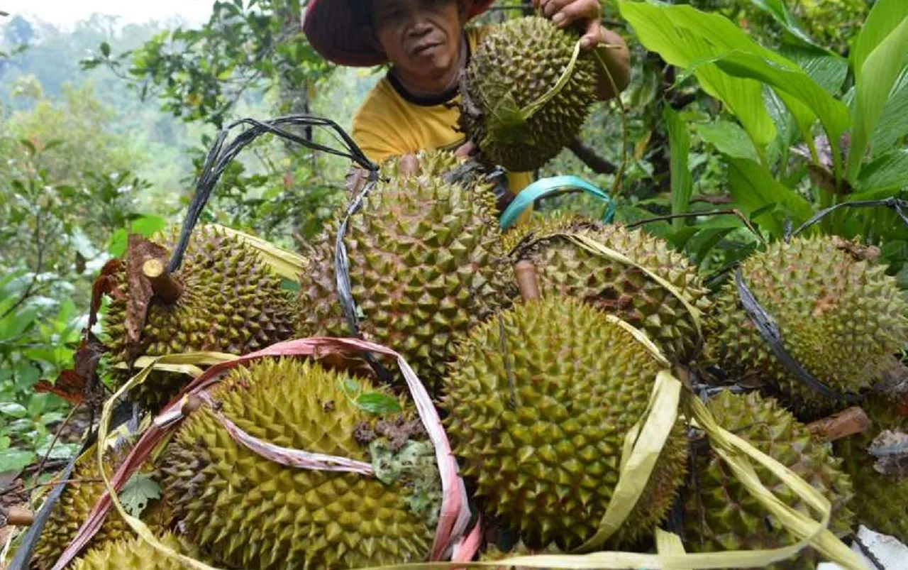 Dipicu Hujan Deras, Panen Durian di Madiun Anjlok hingga 50 Persen