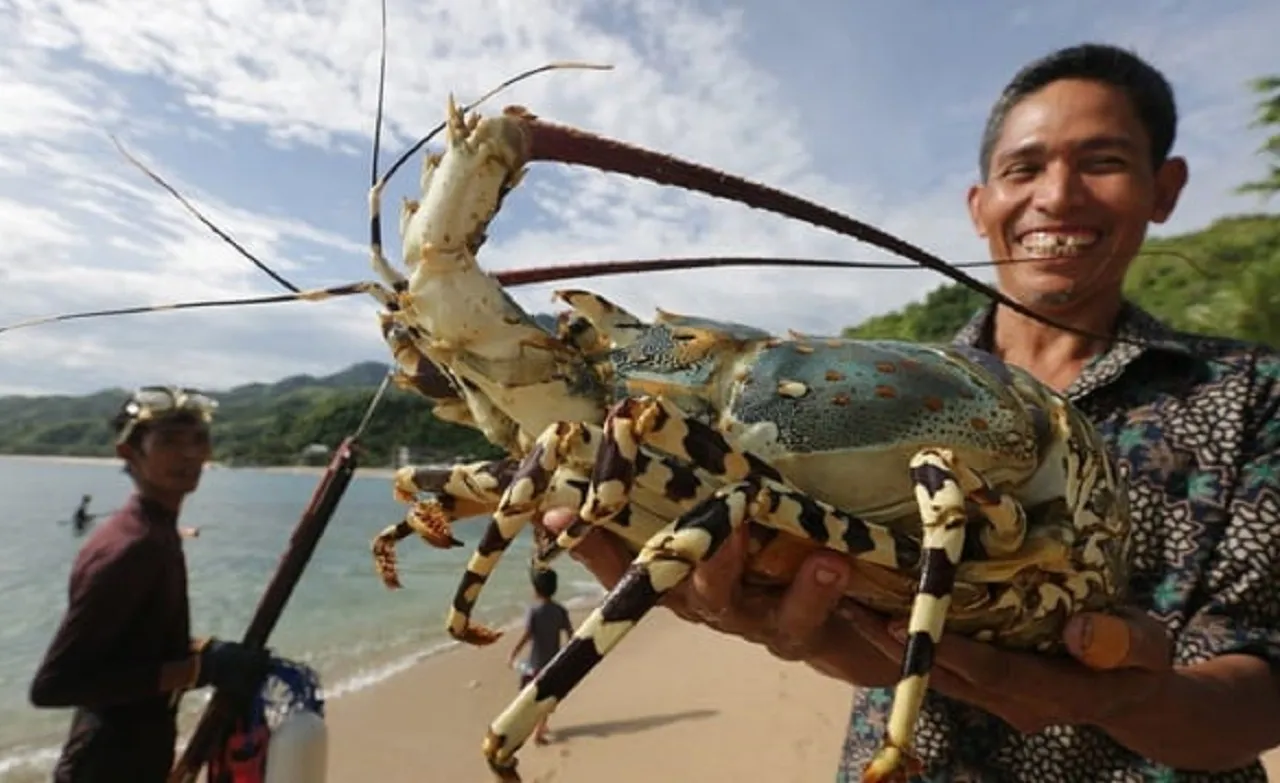 Gandeng Singapura, Pemkab Sumenep Kembangkan Budidaya Lobster