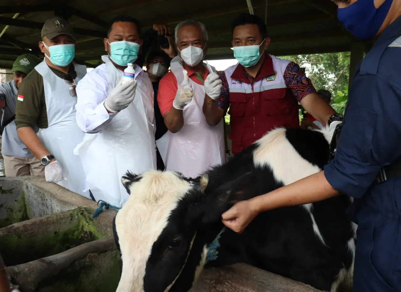 Cegah Sebaran PMK, Pemkab Gresik Gencarkan Vaksinasi dan Edukasi Peternak